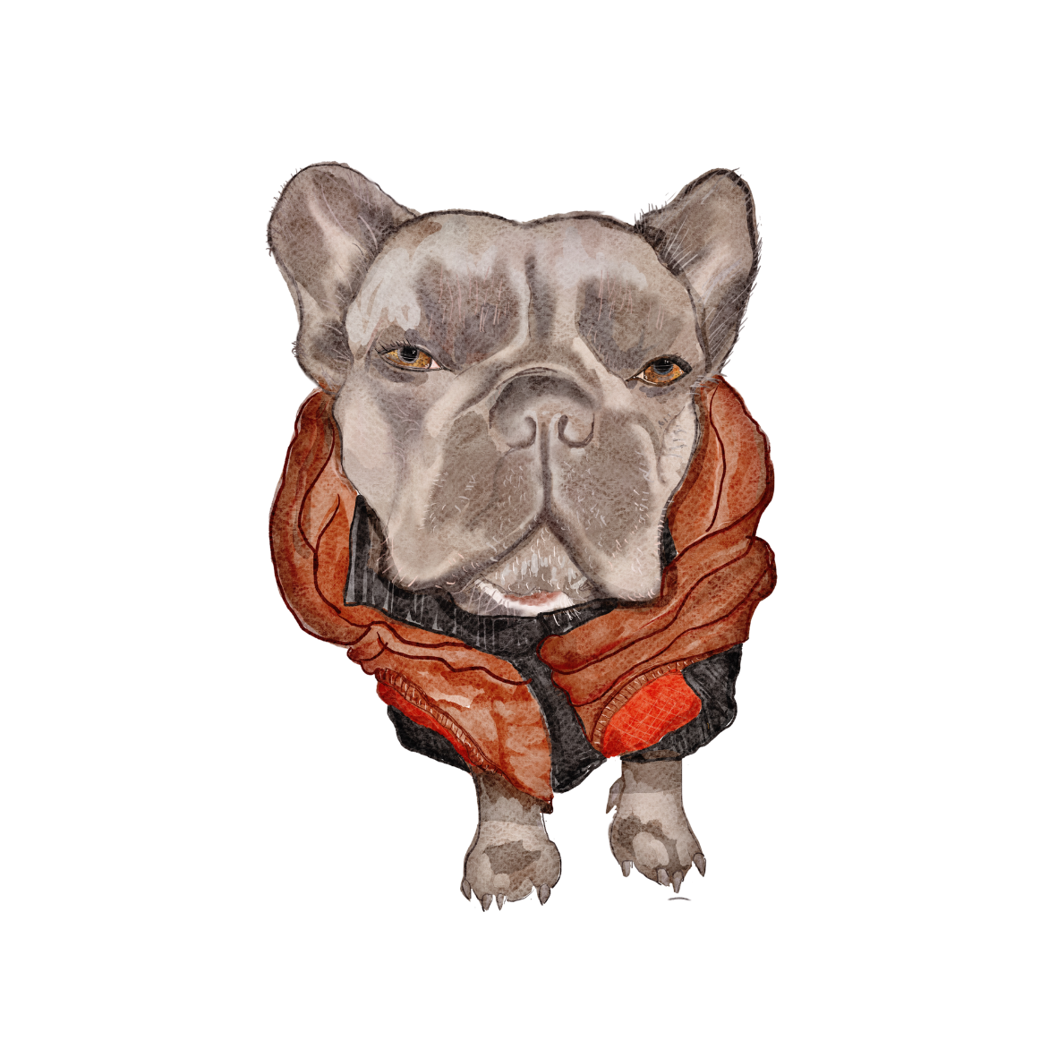 Henry the French bulldog with coat sticker