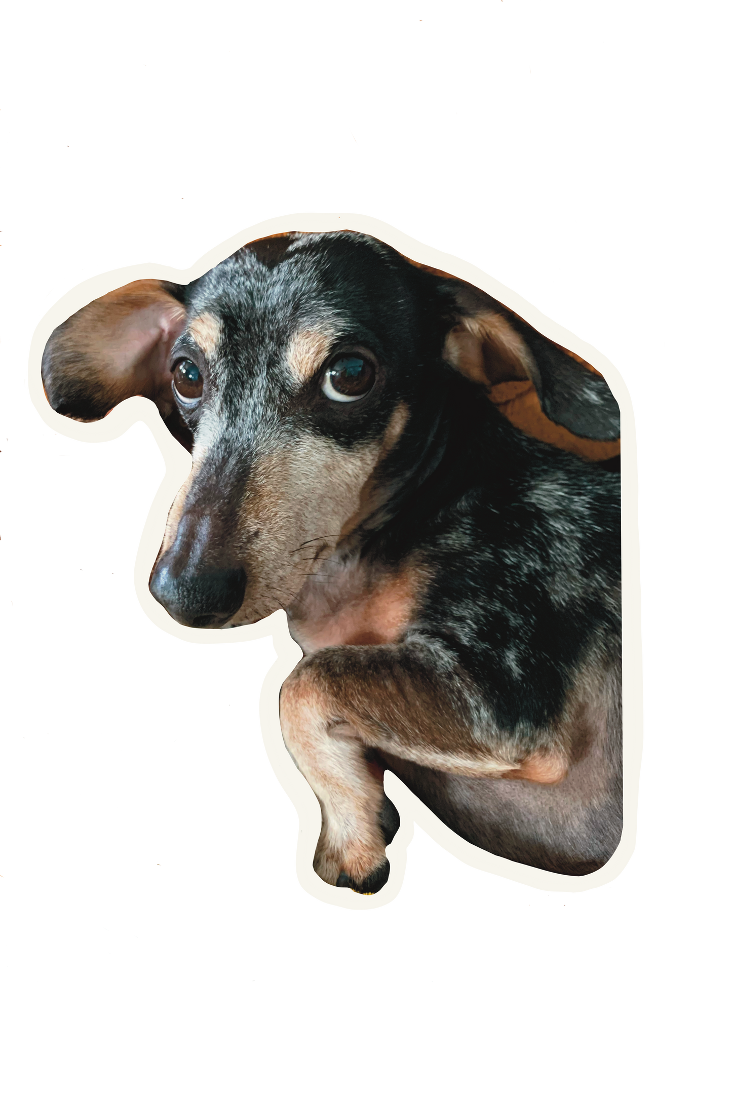 Drews Dachshund  Dog sticker