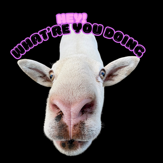 Goat sticker-Hey! What're you doing?